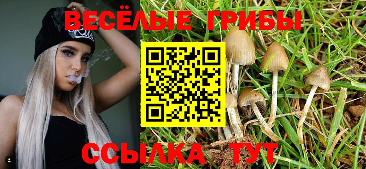 Галлюциногенные грибы Psilocybine cubensis Курчатов